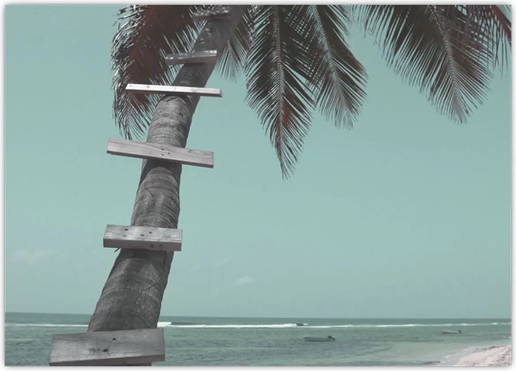 Tablou - Palma în Caraibe (70x50 cm)