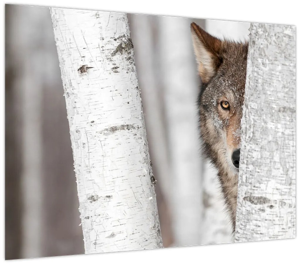 Tablou - Lup (70x50 cm)