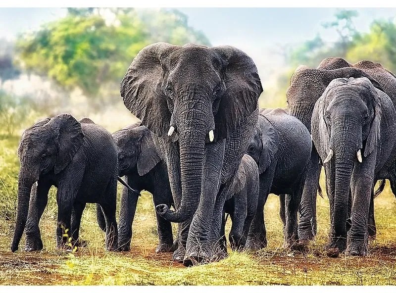 Trefl Elefanți africani puzzle, 1000 piese