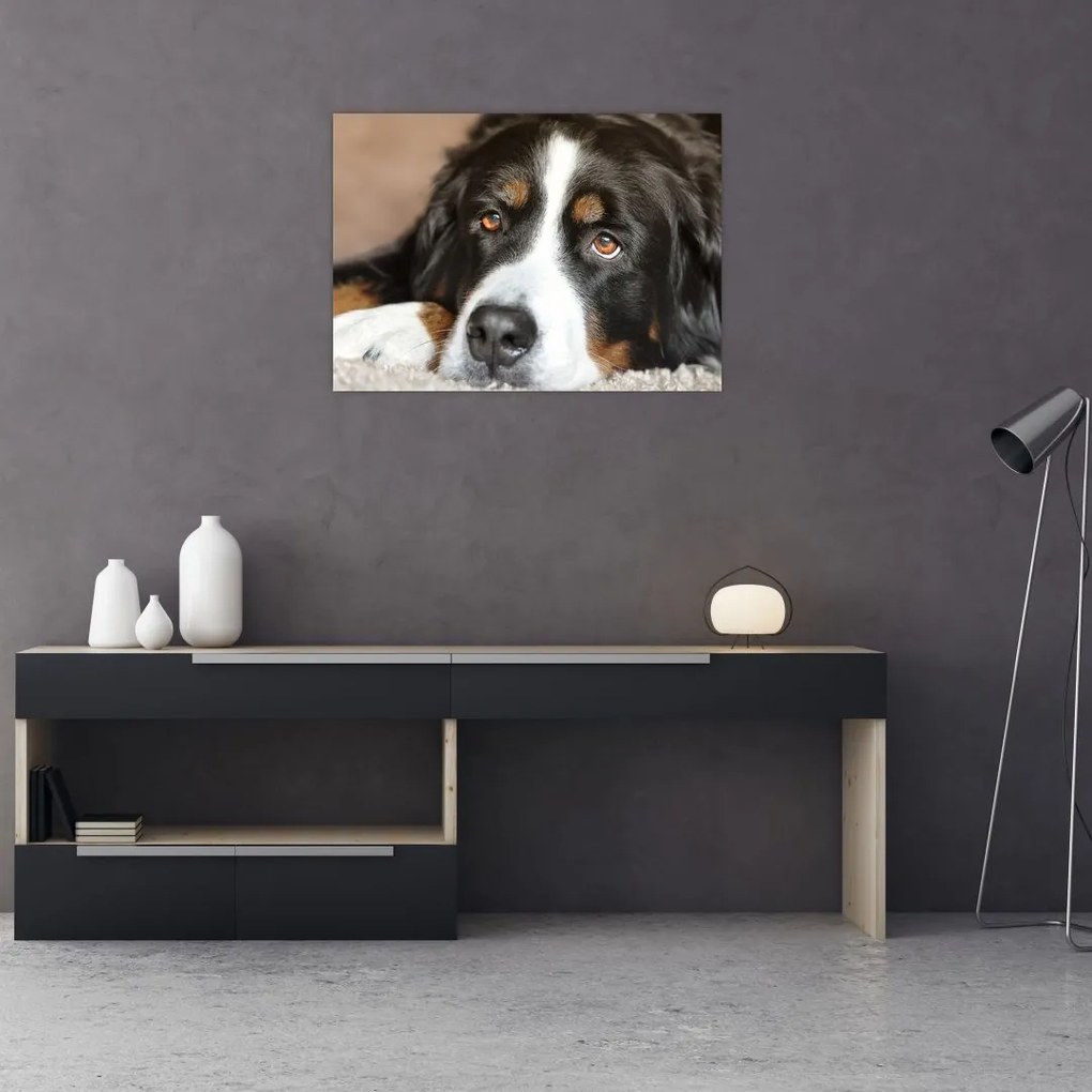 Tablou pe sticlă cu câine (70x50 cm)