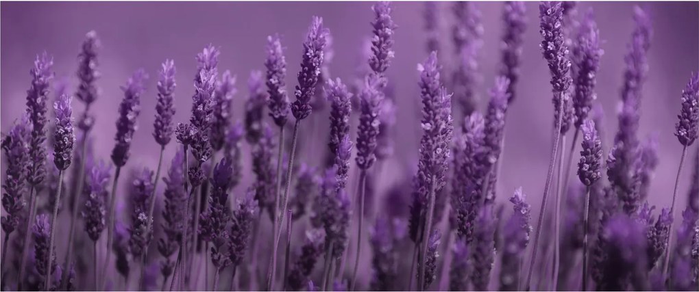 Tablou - Lavanda (120x50 cm)