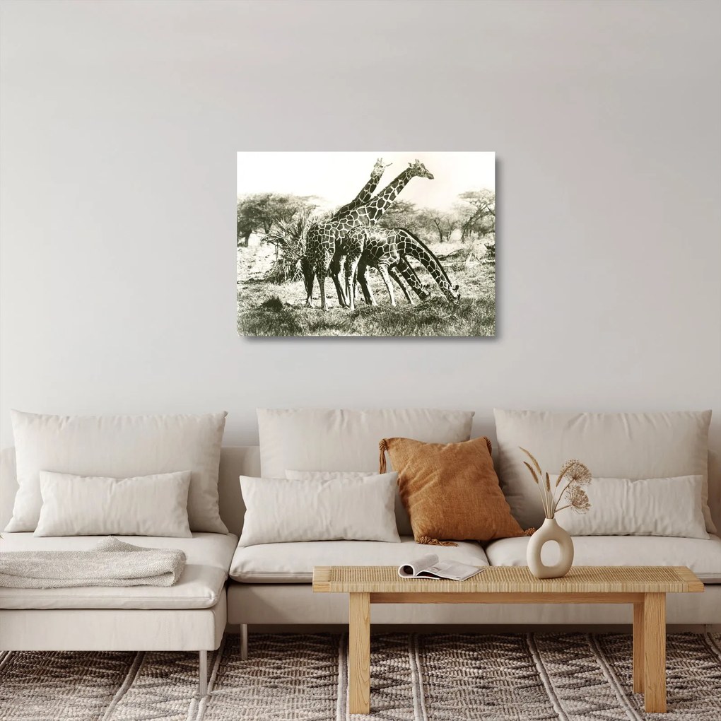 Tablou pe sticlă - Girafe, de epocă (70x50 cm)