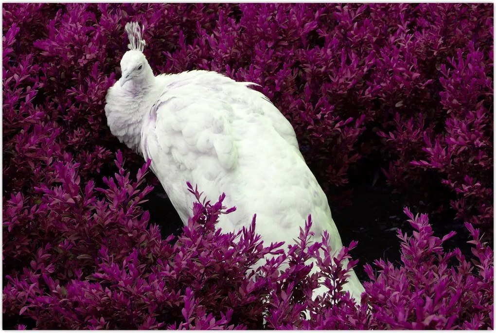 Tablou - Păun alb (90x60 cm)