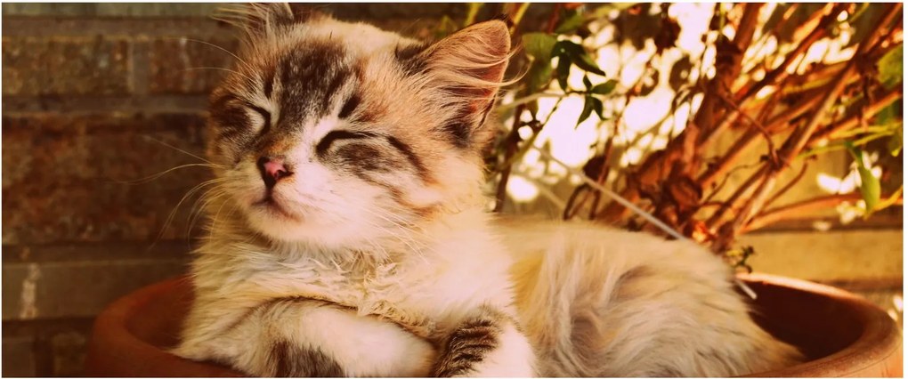Tablou cu pisica în ghiveci (120x50 cm)