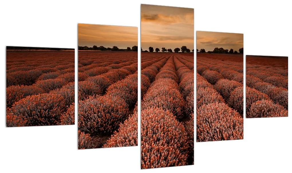 Tablou cu câmp de flori (125x70 cm), în 40 de alte dimensiuni noi