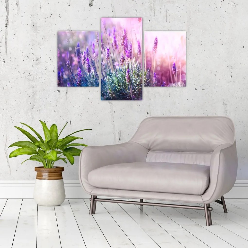 Tablou - Lavandă în strălucirea soarelui (90x60 cm)