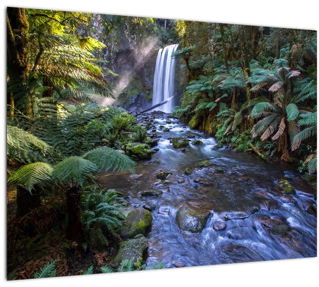 Tablou pe sticlă cu pădurea ploilor din Austalia (70x50 cm)