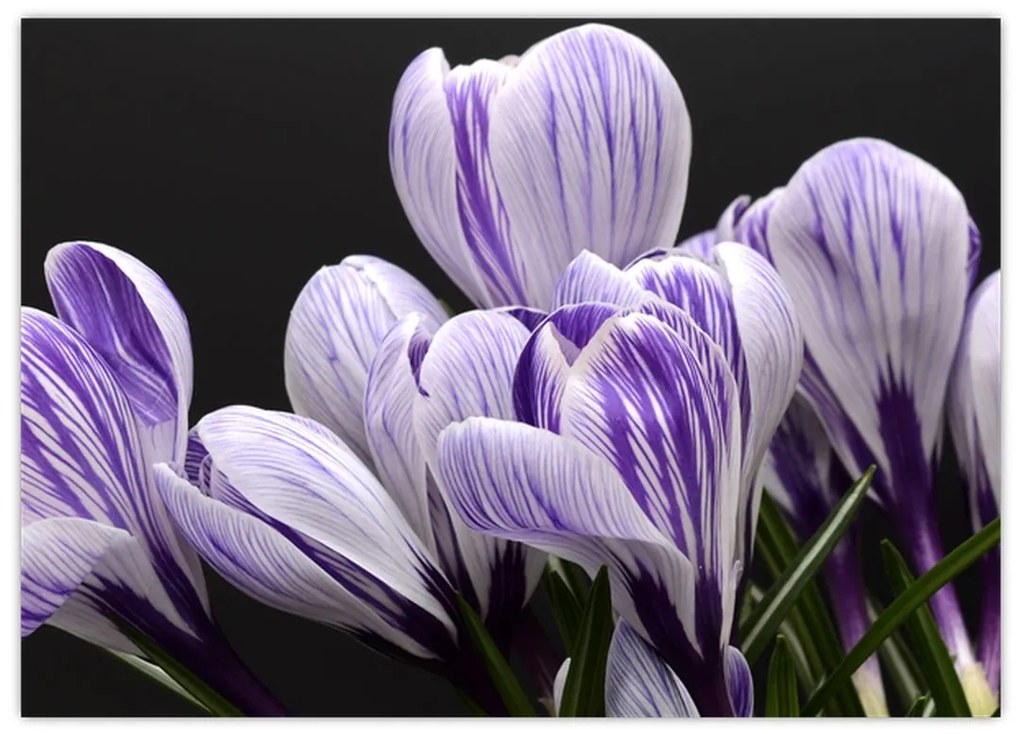 Tablou pe sticlă - Crocus violet (70x50 cm)