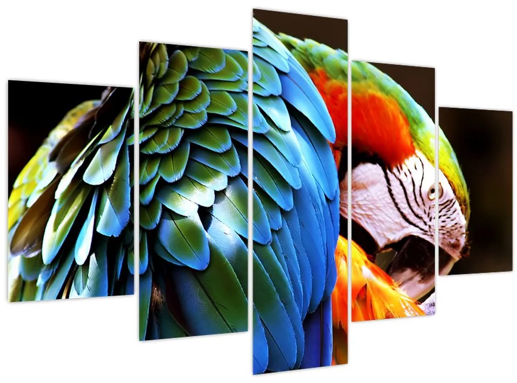 Tablou - Papagal (150x105 cm)