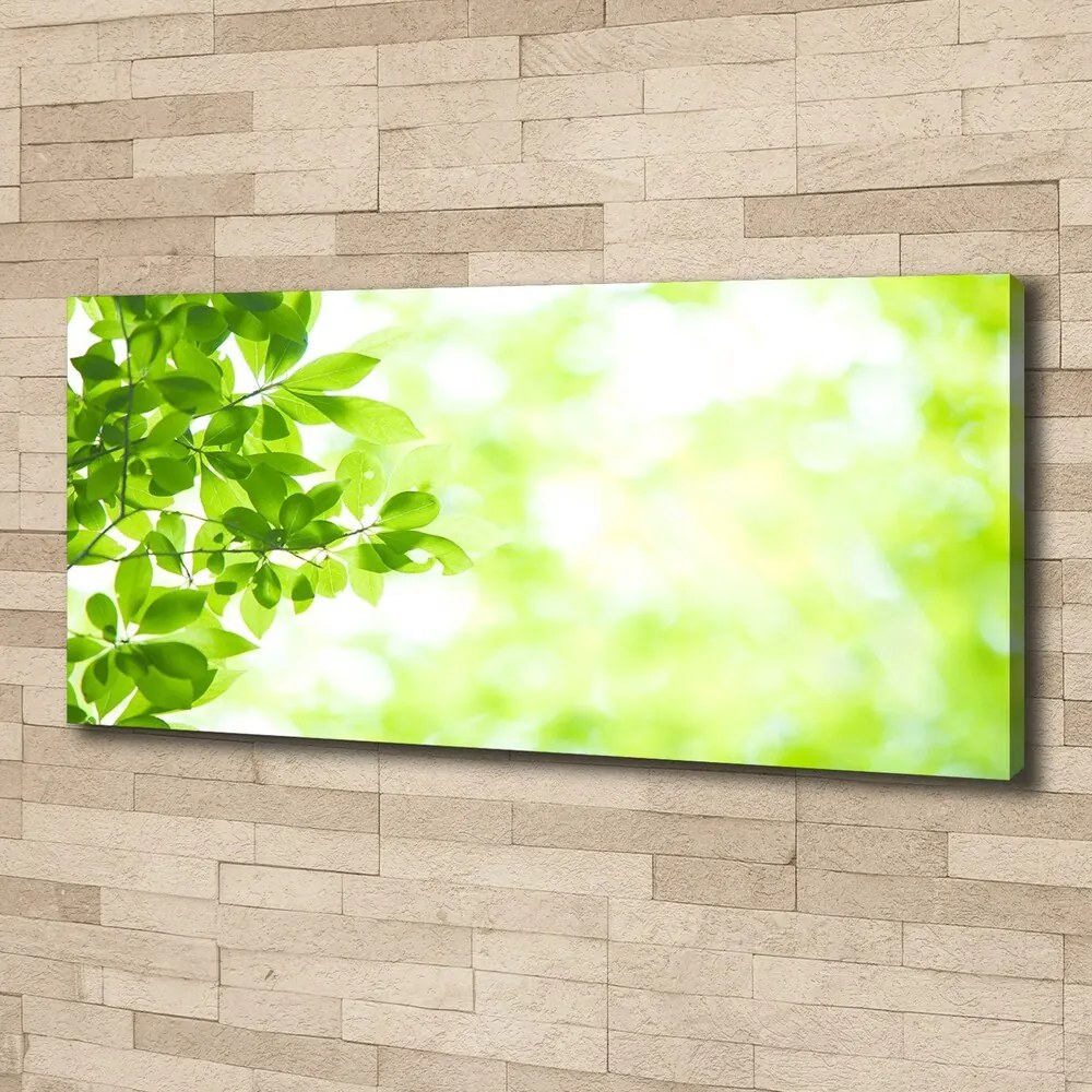 Print pe canvas Frunze