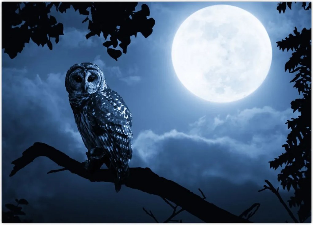 Tablou - Bufnița de noapte (70x50 cm)