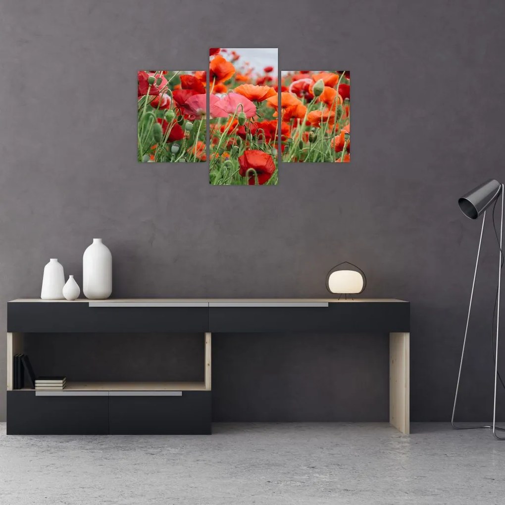 Tablou din câmp cu maci (90x60 cm)
