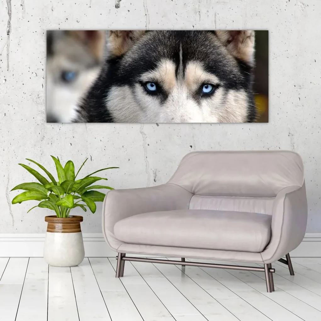 Tablou cu câinele husky (120x50 cm), în 40 de alte dimensiuni noi