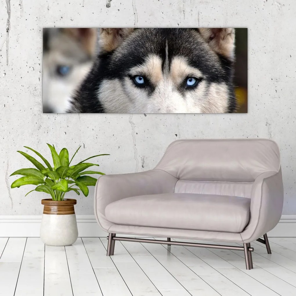 Tablou cu câinele husky (120x50 cm)