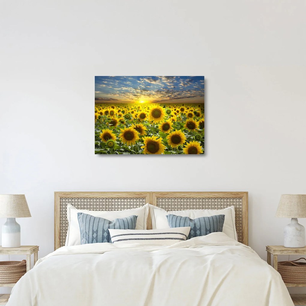 Tablou pe sticlă - Floarea-soarelui la apus de soare (70x50 cm)