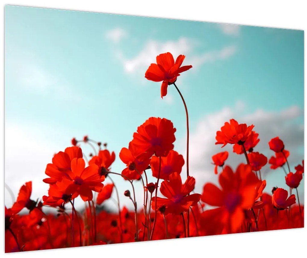 Tablou - Câmp cu flori roșu deschis (90x60 cm)