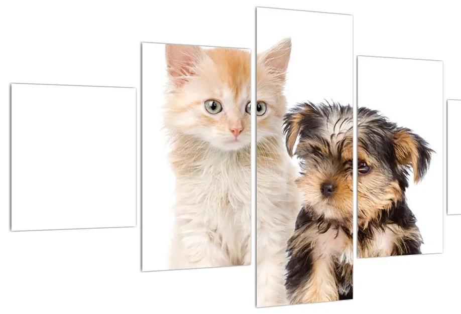 Tablou câine și pisica (125x70 cm), în 40 de alte dimensiuni noi