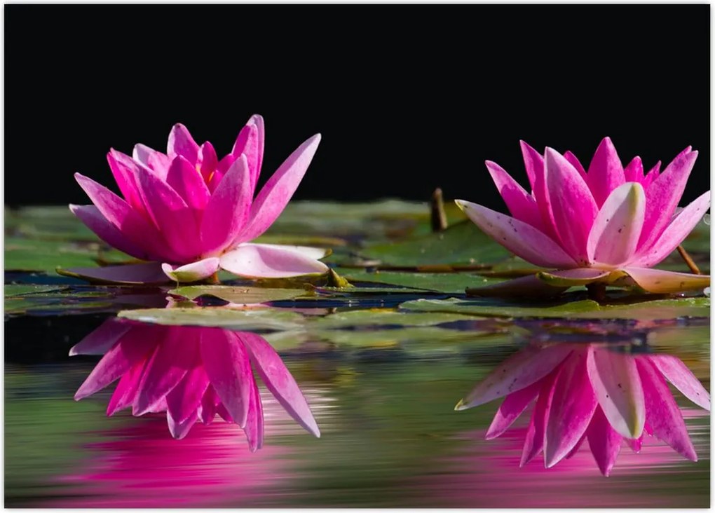 Tablou - Nuferi pe apă (70x50 cm)