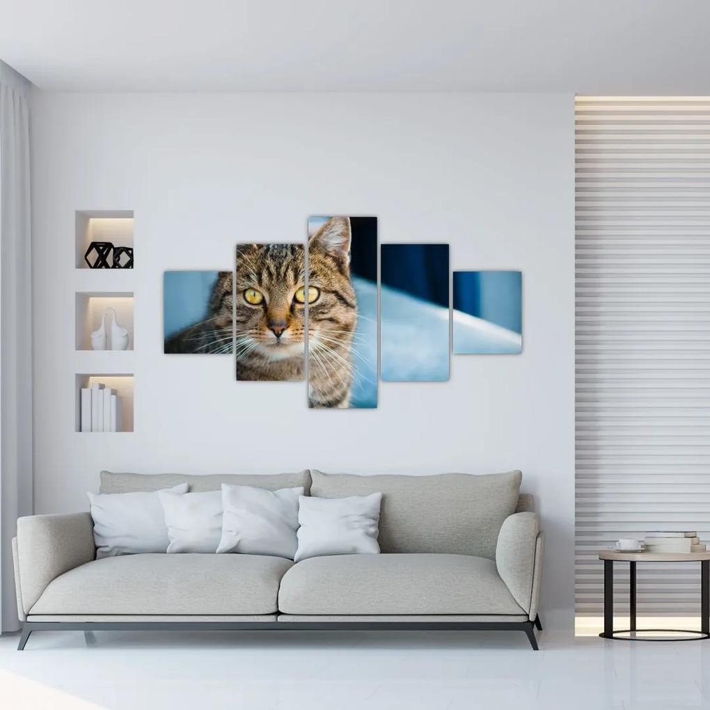 Tablou - Pisica domestică (125x70 cm), în 40 de alte dimensiuni noi