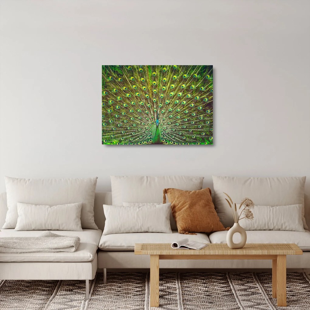 Tablou pe sticlă - Peacock (70x50 cm)