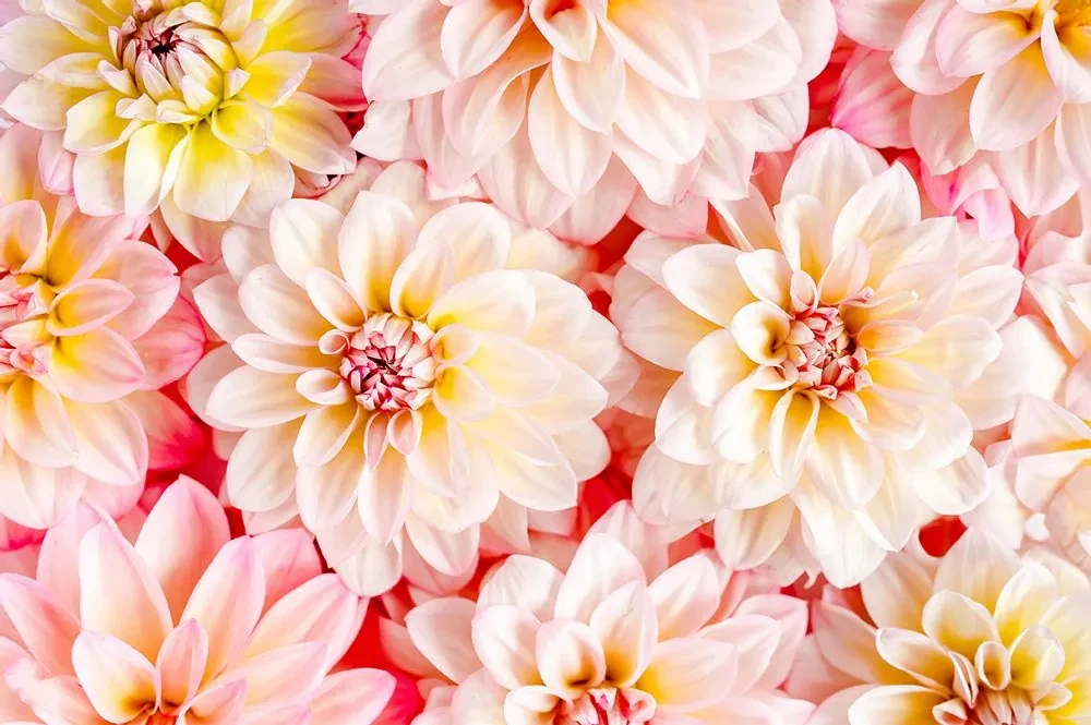 Fototapet flori de dalia pastelate