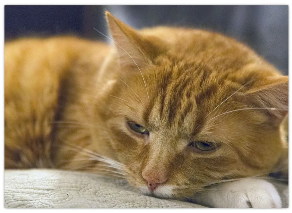 Tabloul pisicii (70x50 cm)