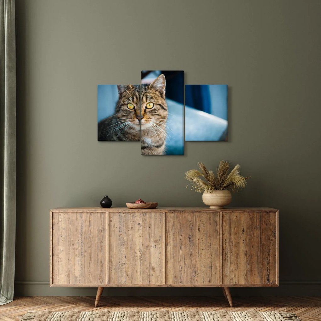 Tablou - Pisica domestică (90x60 cm)