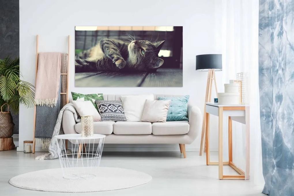 Tablou canvas pisica relaxata - 100x60cm