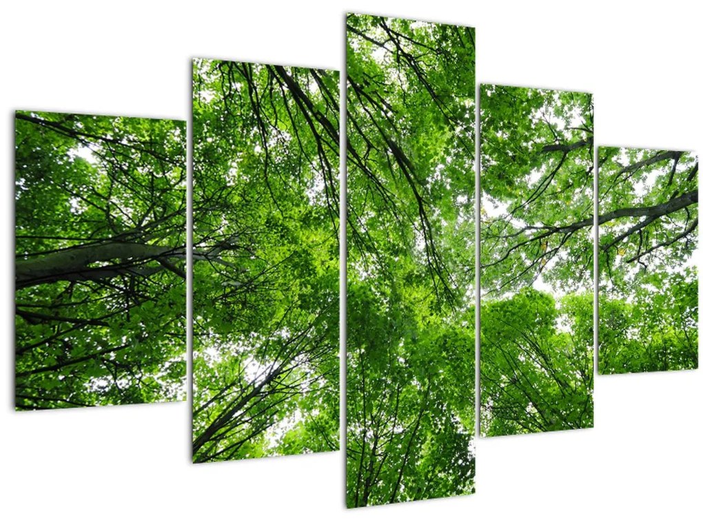 Tablou - privire în coroanele pomilor (150x105 cm)