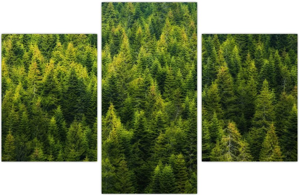 Tablou - Pădure deasă (90x60 cm)