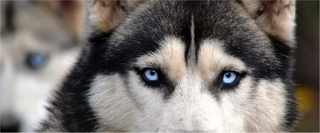 Tablou cu câinele husky (120x50 cm)
