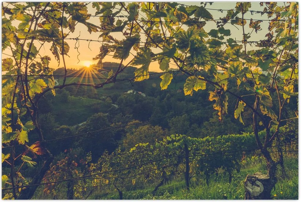 Tablou - Podgorii (90x60 cm)