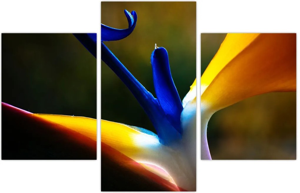 Tablou - Floare exotică (90x60 cm)