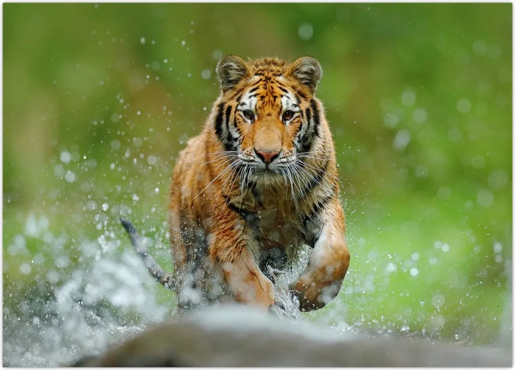 Tablou - Tigru care aleargă (70x50 cm)