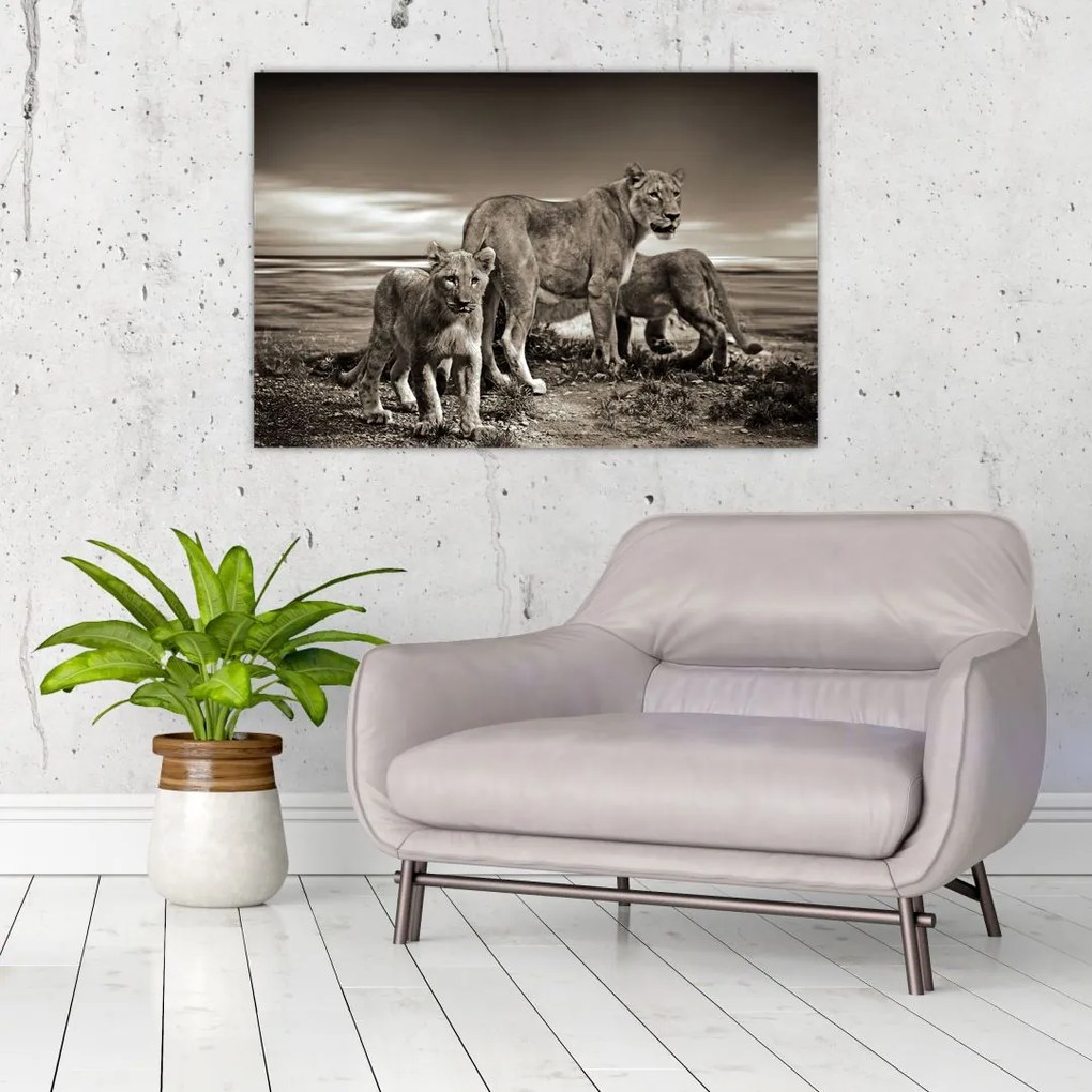 Tablou cu leii alb negri (90x60 cm)