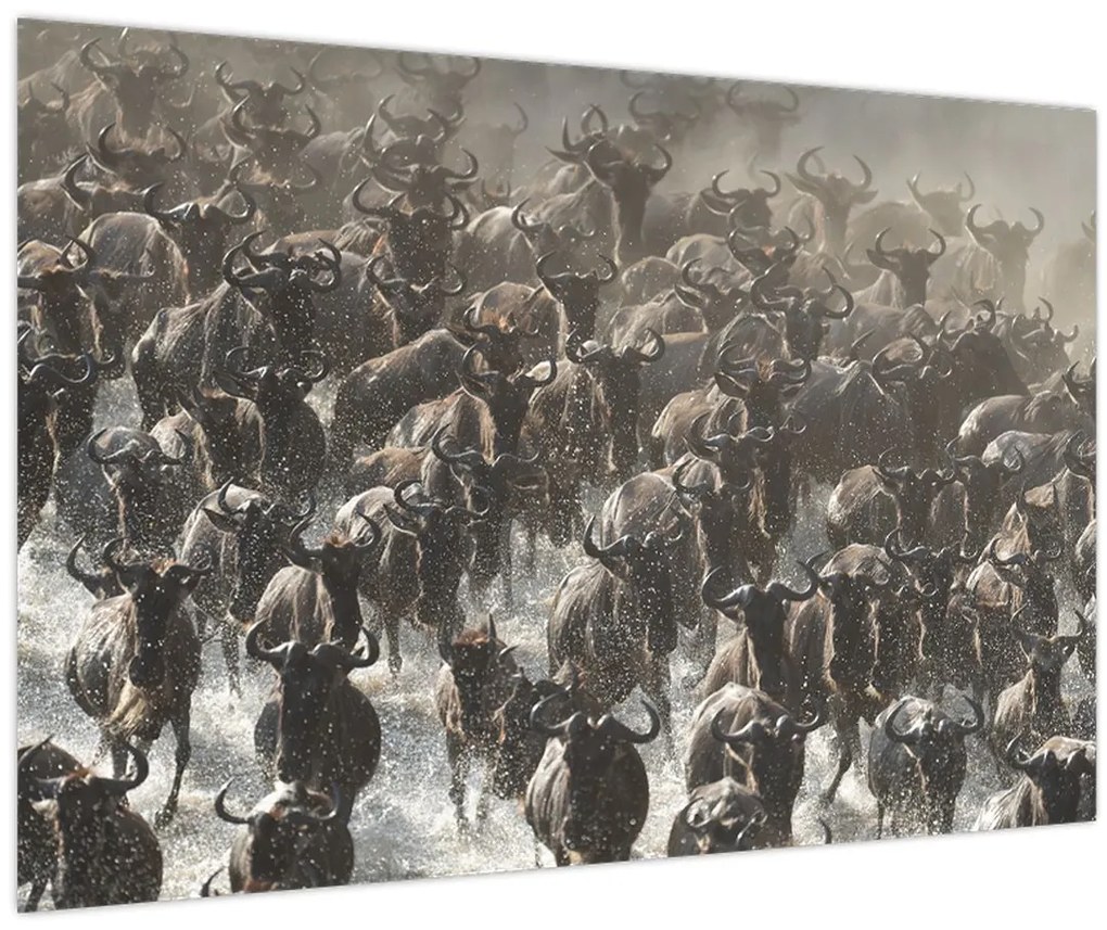 Tablou - Turmă de antilope sălbatice (90x60 cm)