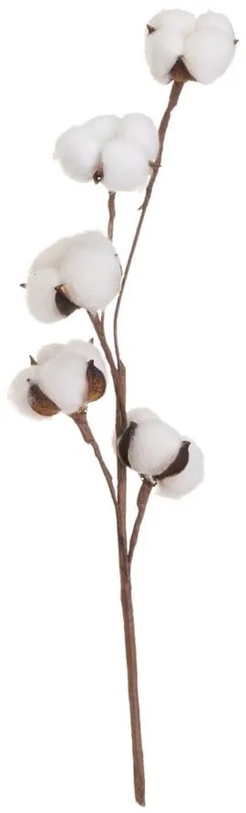 Plantă uscată (înălțime 55 cm) Cotton – Casa Selección