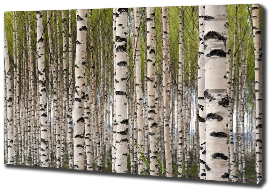 Print pe canvas Pădurea de mesteacăn