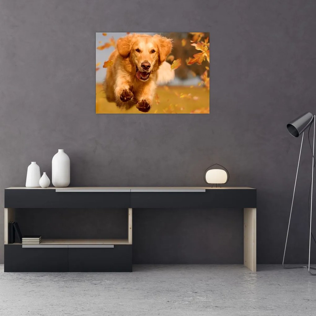 Tablou pe sticlă - Golden Retriever (70x50 cm)