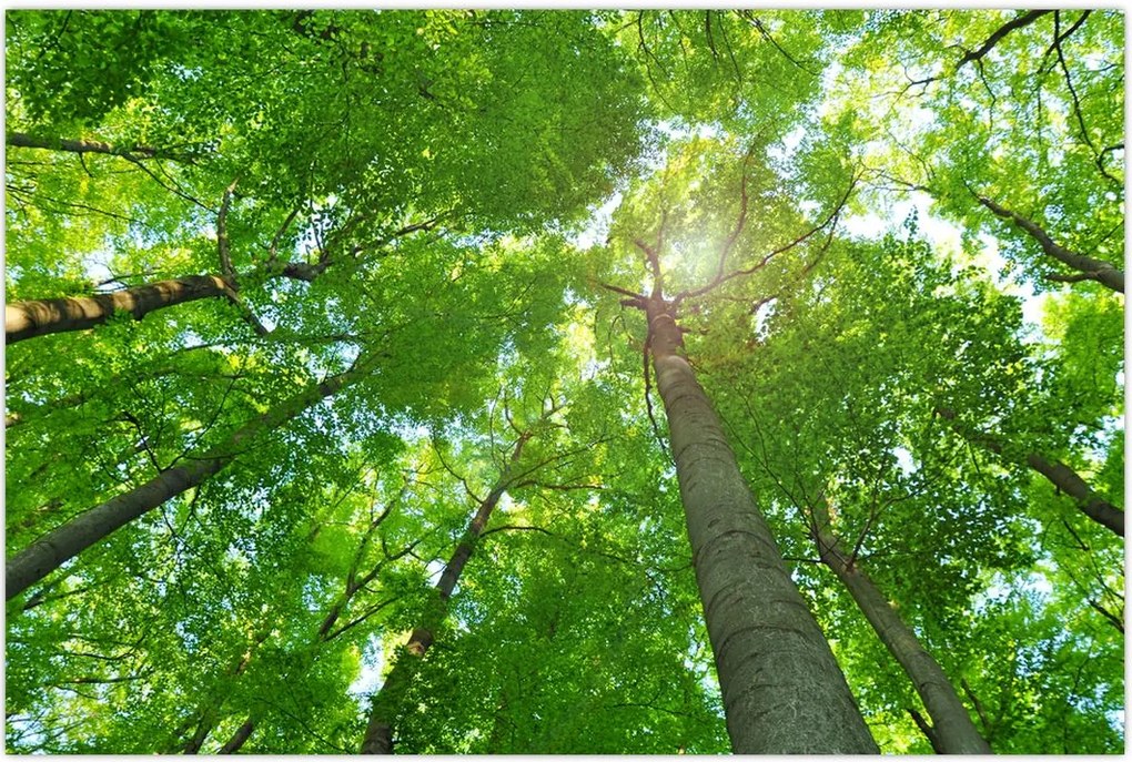 Tablou - Lunca (90x60 cm)