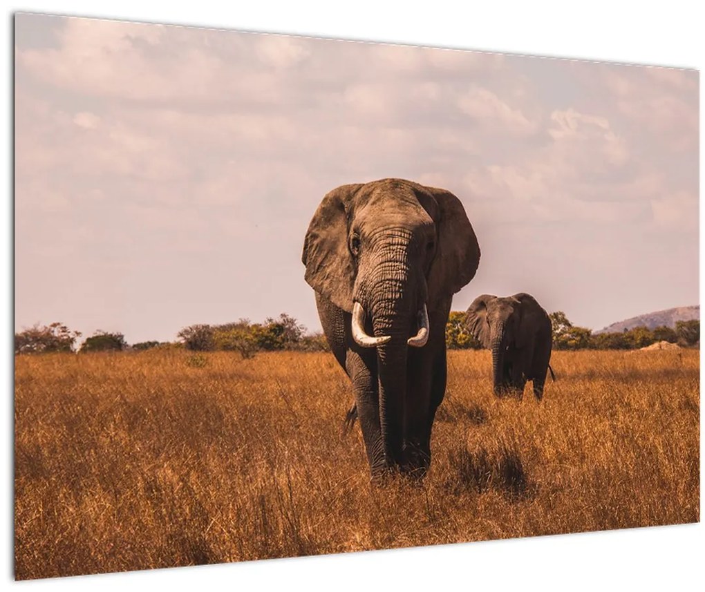 Tablou - Venirea elefantului (90x60 cm)