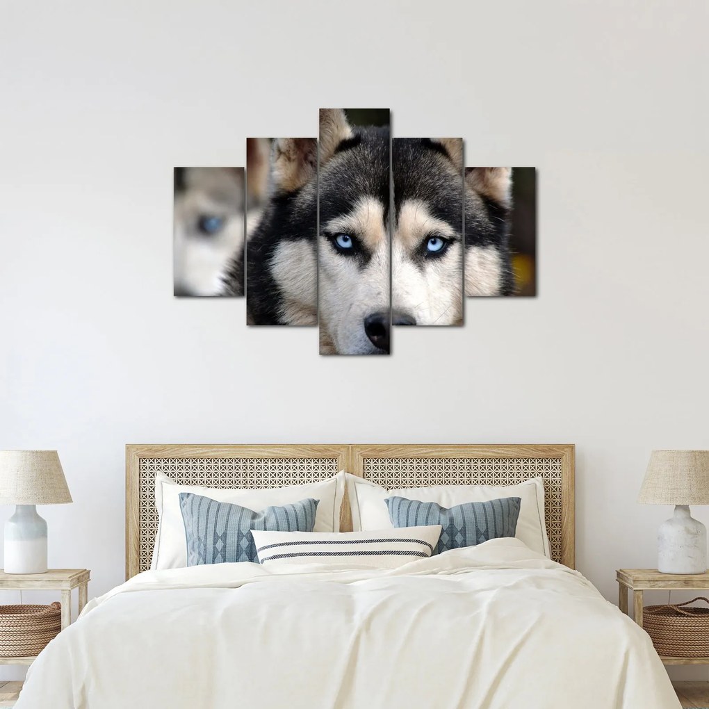 Tablou cu câinele husky (150x105 cm)