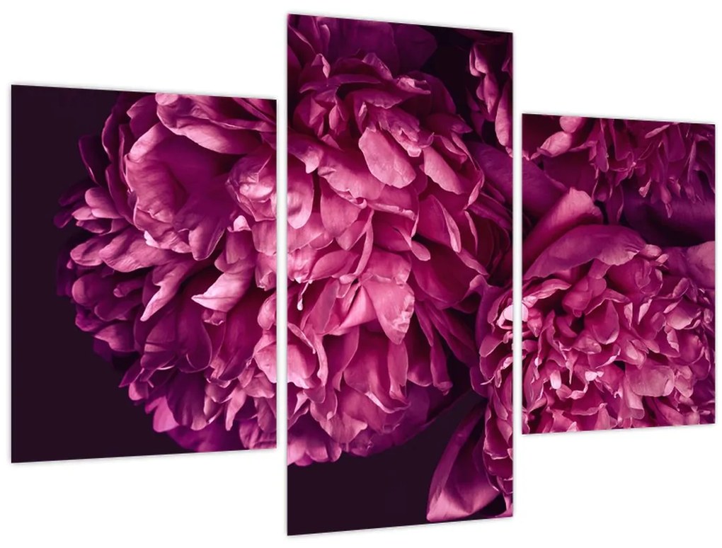 Tablou - Floarea bujorului (90x60 cm)