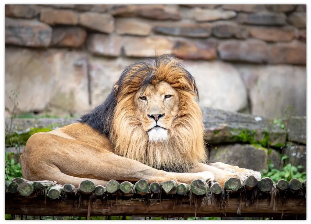 Tablou cu leu (70x50 cm)