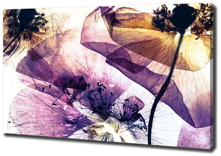 Tablou pe pânză canvas Maci uscate
