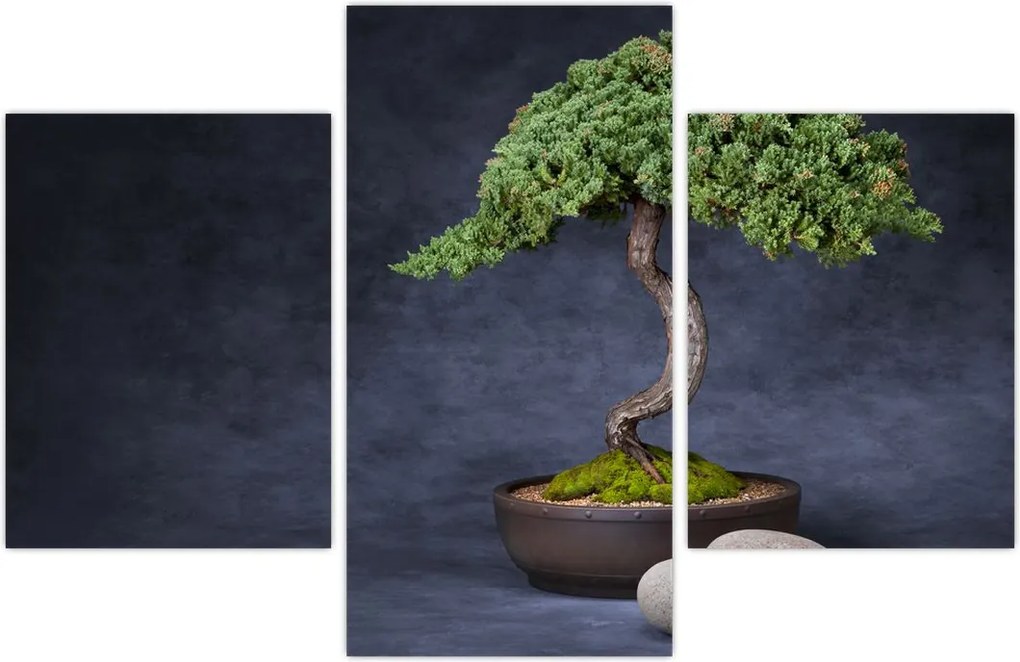 Tablou - Bonsai (90x60 cm)