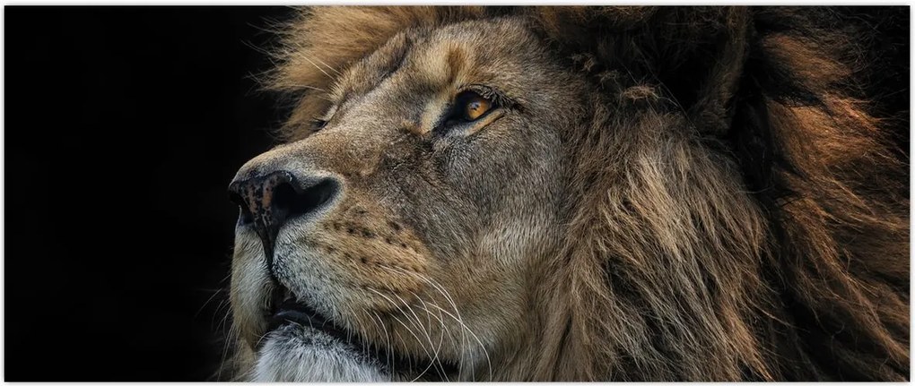 Tablou - Leul maiestuos (120x50 cm)