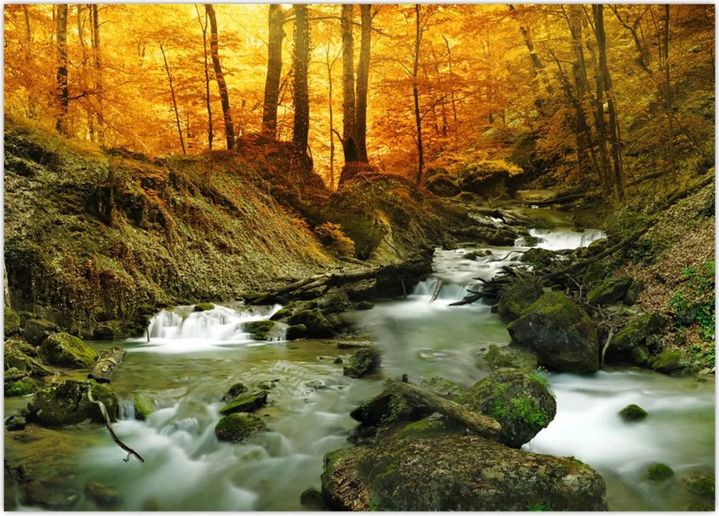 Tablou - Pădure (70x50 cm)