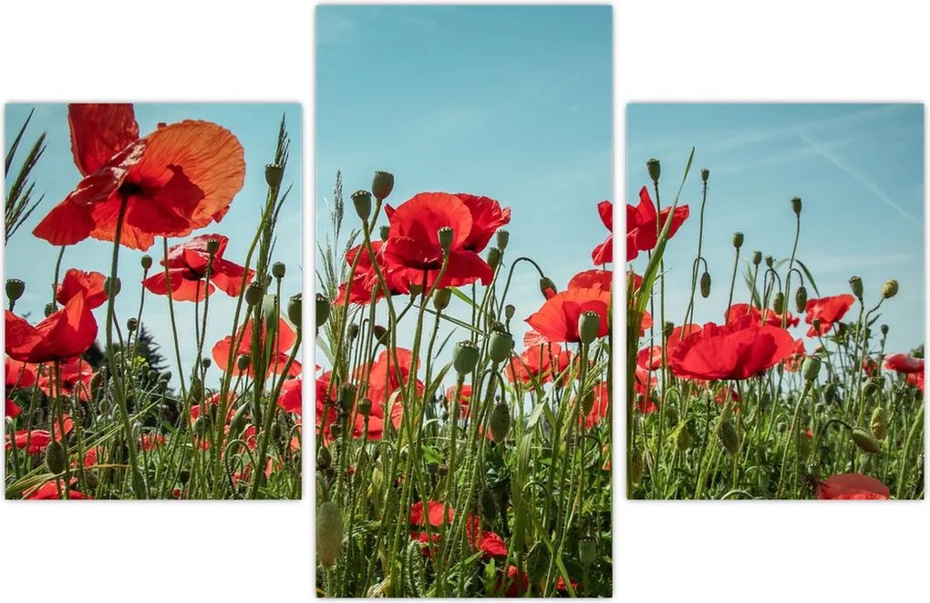 Tablou - Pe câmpul cu maci (90x60 cm)