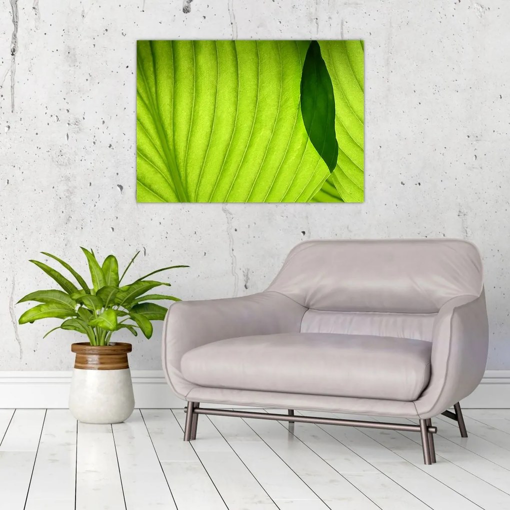 Tablou pe sticlă - Detaliu de frunză verde (70x50 cm)
